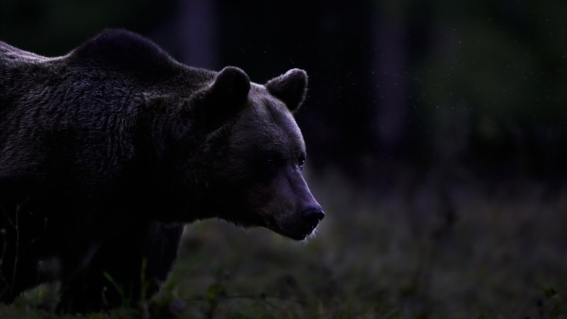 România: moartea unei fete în munți, prilej de nou război contra urșilor 