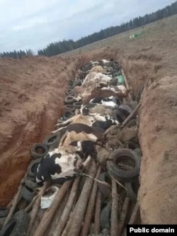 Забой скота, Новосибирская область