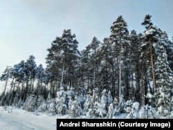 Roadside trees in January 2021