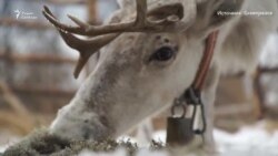 В России просят защитить природный парк «Нумто» (видео)