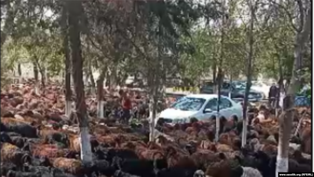 Ижтимоий тармоқларда тарқалган видеода ҳокимлик биноси атрофида маъраган юзлаб қўй-қўзиларни кўриш мумкин.