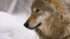 Wolves Kill Two Women In Tajikistan After Villagers' Hunting Rifles ...