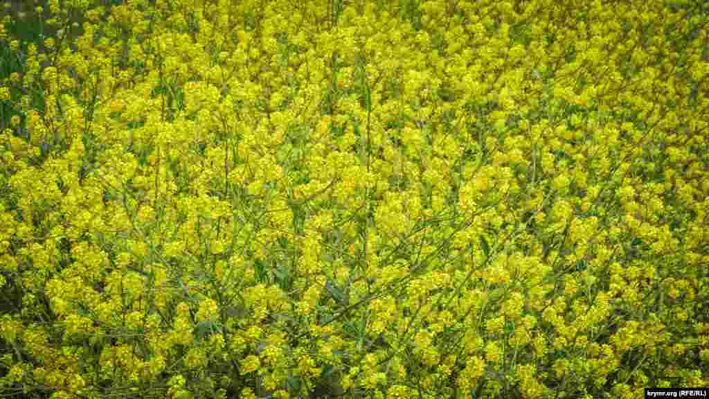 В плотных цветочных зарослях могут скрываться жители Караларской степи: желтопузики, полозы и тарантулы
