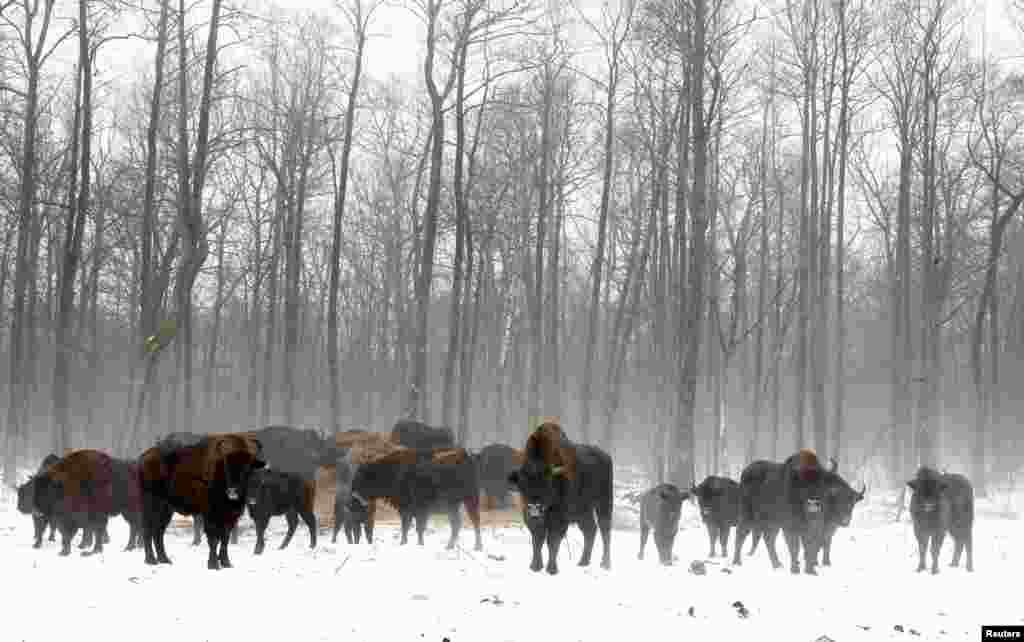 A bison nursery near Dronki, Belarus