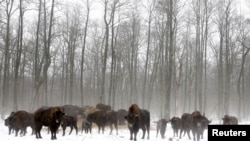 Зубры ў 30 км ад Чарнобыльской АЭС ля закінутай вёткі Дронкі. Студзень 2016 году. 