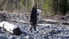 Agafia Lykova walks near her home in the remote south Siberian taiga.
