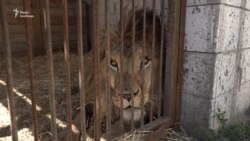 Донбасс: спасенным львам и медведям ищут новый дом (видео)