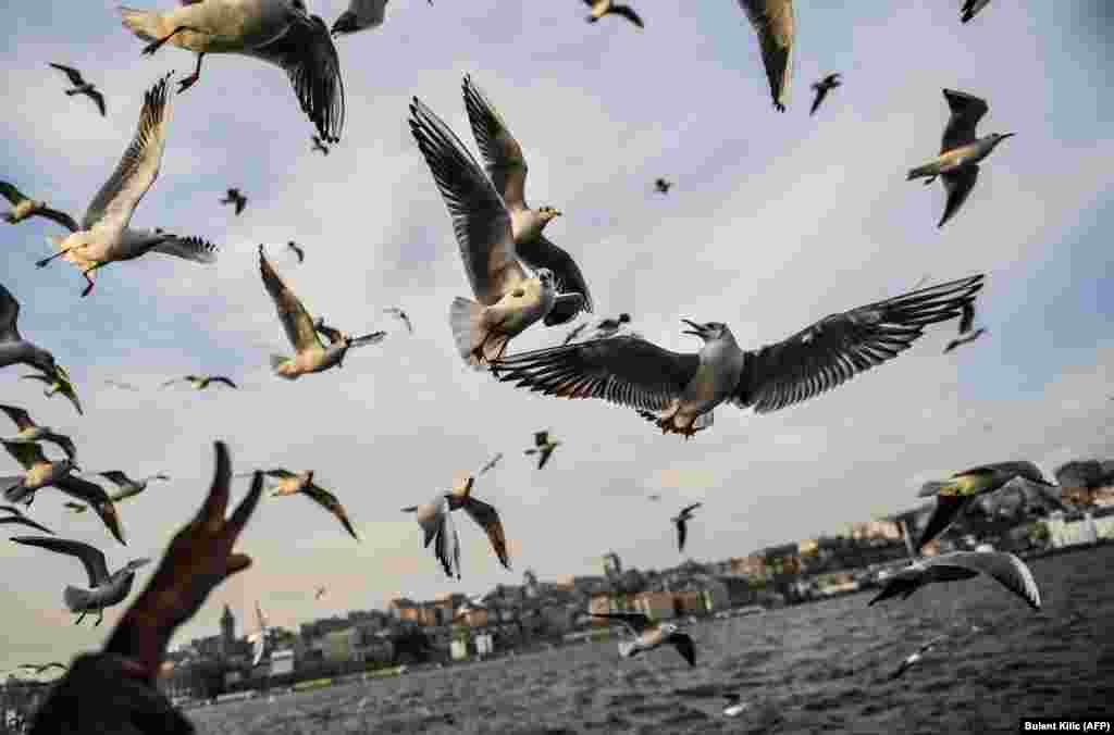 People feed seagulls flying behind a ferry on the Bosphorus as the sun shines in Istanbul. (AFP/Bulent Kilic)