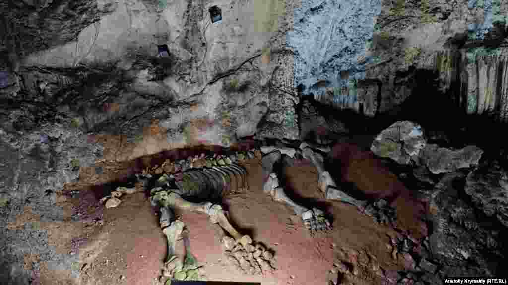 &laquo;Мамонтовое&raquo; название пещера получила благодаря этим останкам мамонтенка, которые здесь обнаружили палеонтологи&nbsp;