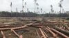 СМИ: в магазинах ЕС продают древесину, незаконно вырубленную в Сибири