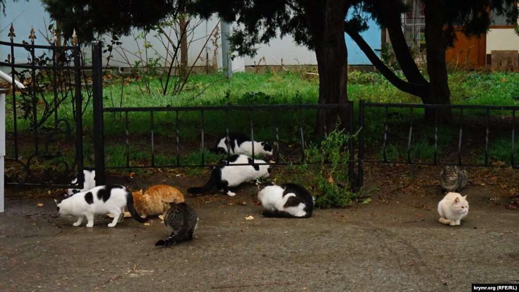 У алуштинских котов на набережной своя трапеза