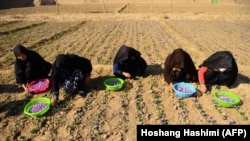 زنان افغان در حال جمع آوری زعفران