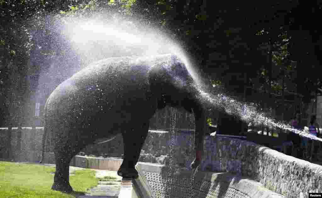 A zookeeper sprays water onto an Asian elephant to help it cool down on a hot day at Belgrade. Temperatures in Serbia have risen to up to 40 degrees Celsius. (Reuters/Marko Djurica)