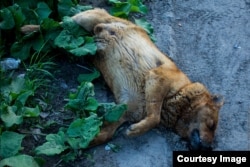 Убитая собака в Дмитровском районе Подмосковья