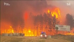 Пожежа в центральній частині Португалії стала найбільшою в історії за кількістю жертв (відео)