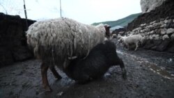 Дойка овец в дагестанском селе Куруш