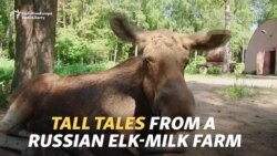 Tall Tales From A Russian Elk-Milk Farm