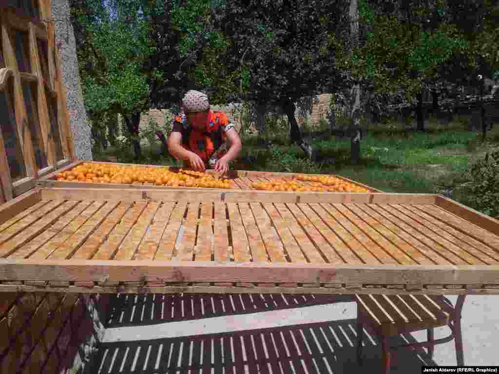 Кээ бирөөлөр өрүктү кургатуу үчүн атайын тактайлардан өрүк жайгыч жасап алган. 