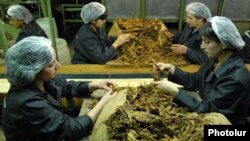 Armenia -- Workers at a tobacco fermentation factory in Masis.