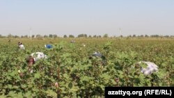 Уборка хлопка в Южном Казахстане