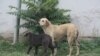 موارد سگ گزیده گی در افغانستان افزایش یافته است