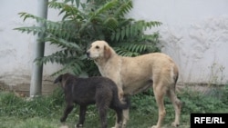 Afghanistan-- Increased number of stray dogs in Kabul, 04May2010