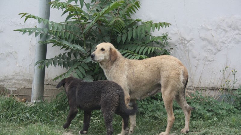 گشت و گذار سگ های ولگرد در شهر زرنج جریان زنده‌گی و کار مردم را متاثر ساخته است