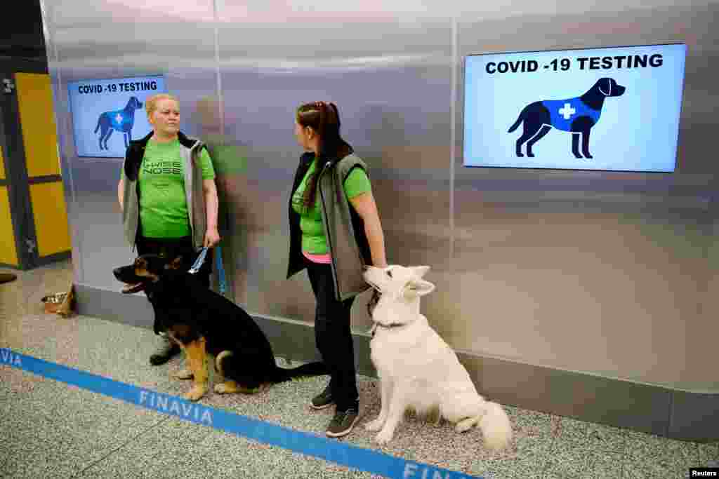 Câinii detectivi Valo (stânga) și E.T. (dreapta), instruiți să detecteze contaminarea cu coronavirus (boala COVID-19) din probele pasagerilor, stau lângă antrenorii lor la Aeroportul Helsinki din Vantaa, Finlanda, 22 septembrie 2020. Câinii sunt ai asociației Finnish Wise Nose care s-a ocupat și de pregătirea lor. Ajuns la un punct de control medical în aeroport, pasagerul este izolat într-o rezervă unde-și ia singur o probă de fluid de pe piele și pune eșantionul într-un container special. Câinele și îngrijitorul său așteaptă în spatele unui perete unde câinele adulmecă eșantionul. În acest fel, sunt identificați pasagerii contaminați iar câinii și însoțitorii lor sunt siguri că nu se expun virusului. Întreaga procedură se încheie într-un minut, spune Anna Hielm-Bjoerkman, doctor în medicină veterinară, cea care este responsabilă de proiectul câinilor care detectează corona al Universității Helsinki.&nbsp;