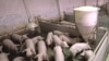 «Небезпечна свинина». Як не допустити поширення свинячого грипу на території України