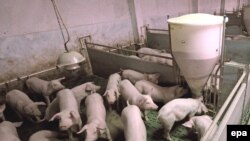 Health experts have stressed that pigs are the origin of only one part of the virus, and there is no danger from eating properly prepared pork.
