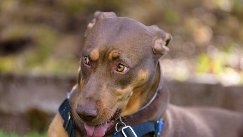 В Саратове более 150 собак из питомника могут быть отпущены на волю
