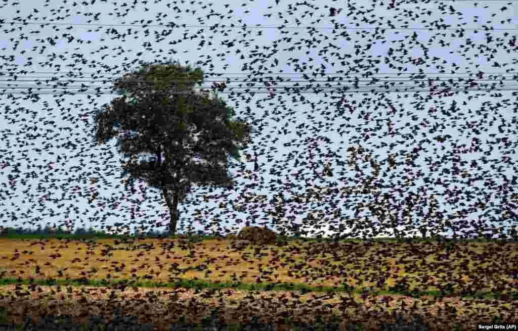 A flock of European starlings masses in the sky in a field during a sunny summer day on the outskirts of the Belarusian capital, Minsk. (AP/Sergei Grits)
