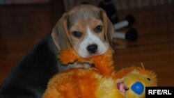 A puppy at a Ukrainian animal shelter (undated)