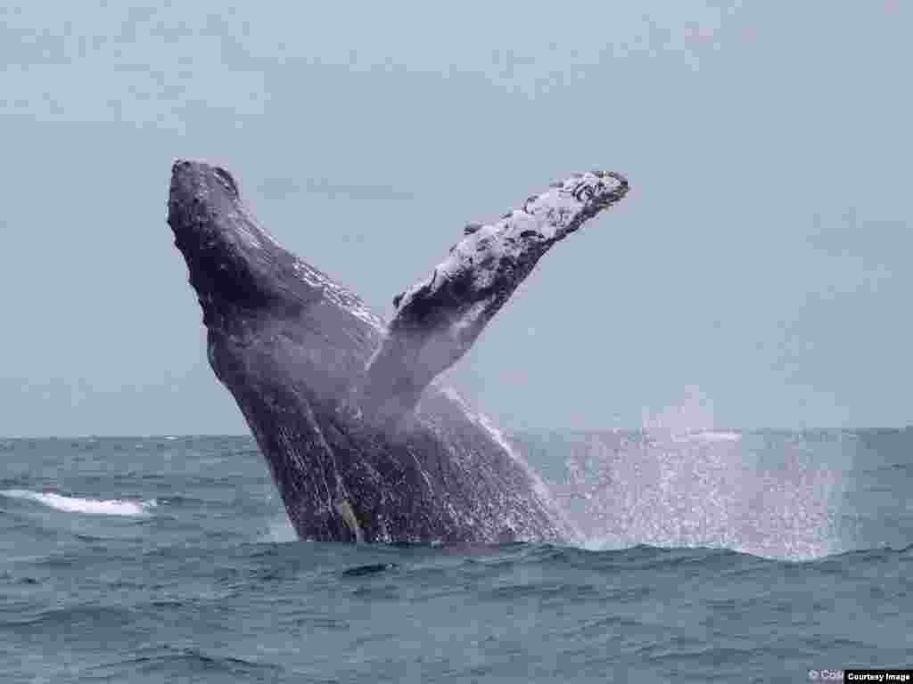 Горбатый кит во время брачных танцев, Эквадор, Южная Америка