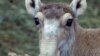 Unique Antelope Threatened, But Optimism Exists 