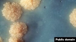 Колония бактерий Mycobacterium tuberculosis. Сегодня микроорганизмы стали одним из основных объектов исследования эволюции.