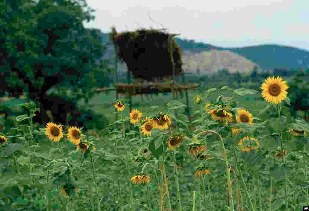 Seen here is a view of field of sunflowers in the Elburz Mountains on the Caspian Sea in Iran, July 1971. (AP Photo/Horst Faas)