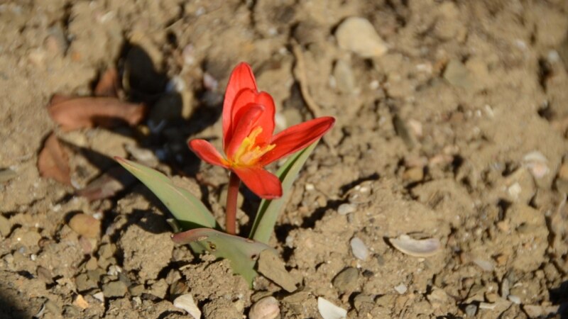 В Симферополе неизвестные выкопали тюльпаны и нарциссы с городских клумб