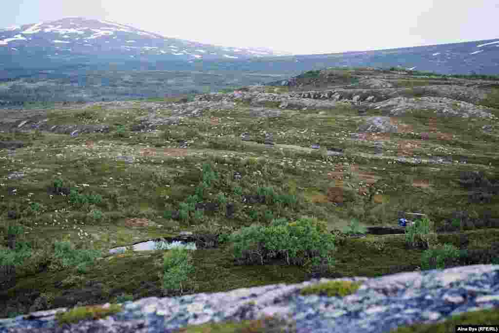 Kjell's herd roams over landscape affected by the Chernobyl fallout, sometimes wandering across the border into Sweden. The reindeer graze on grasses, lichen, and mushrooms, which are also known to absorb radiation. 