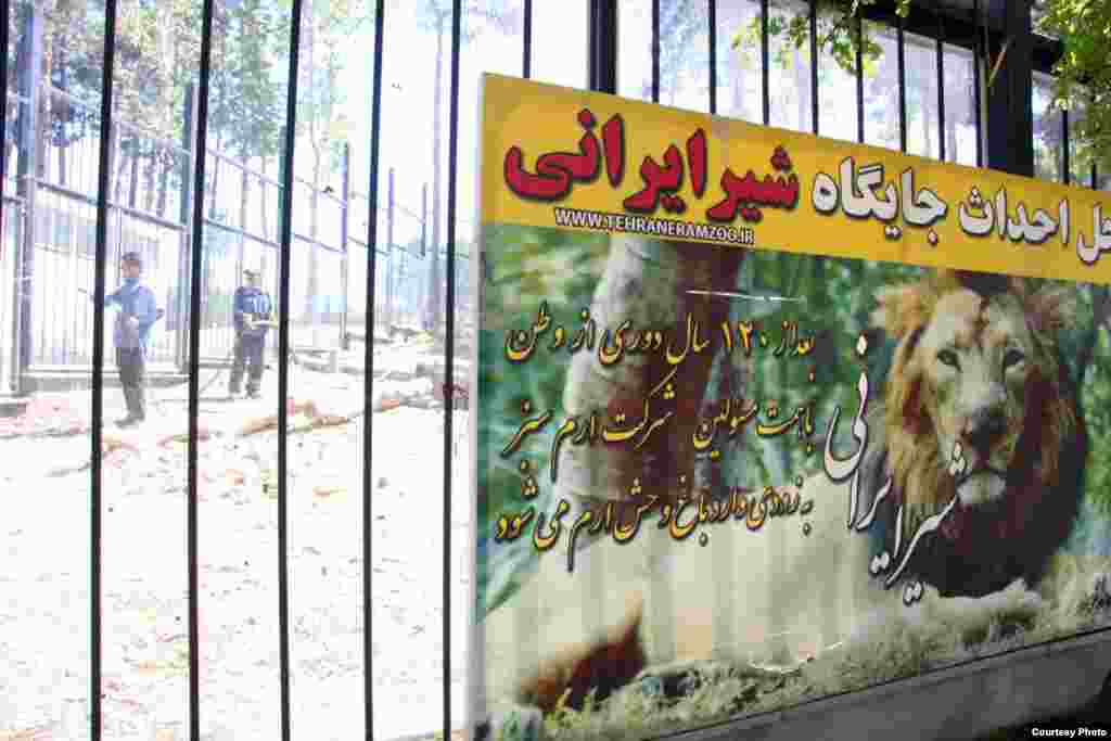 جایگاه تقریبا تمام شده زوج شیر ایرانی در باغ وحش تهران
