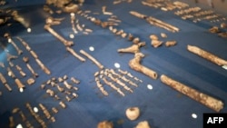 Homo Naledi