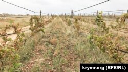 Виноградник, що постраждав внаслідок викиду хімічних речовин в Армянську