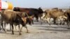 В Туркменистане от неизвестной болезни гибнет скот 