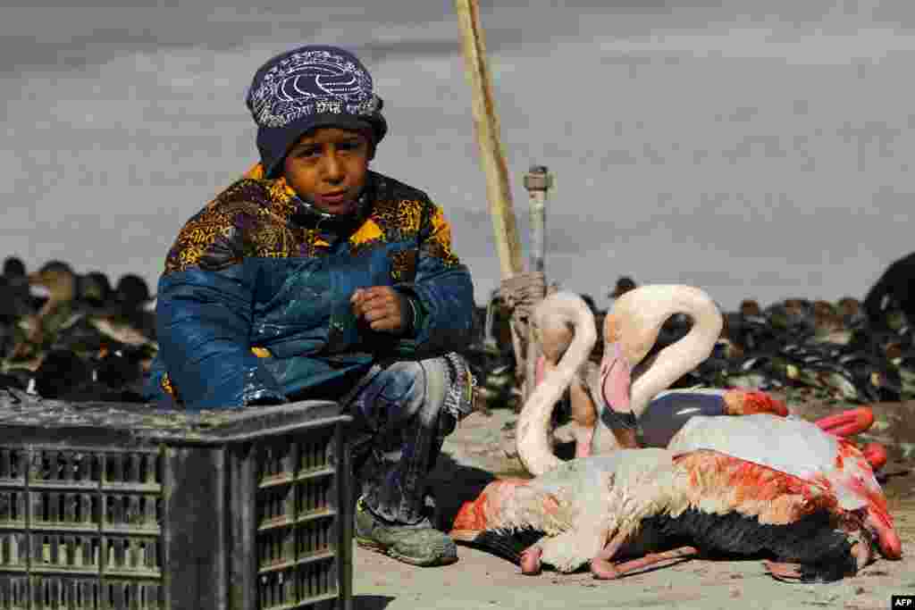 Ірацскі хлопчык побач з флямінга на чорным рынку ў горадзе Эн-Наджаф.&nbsp;
