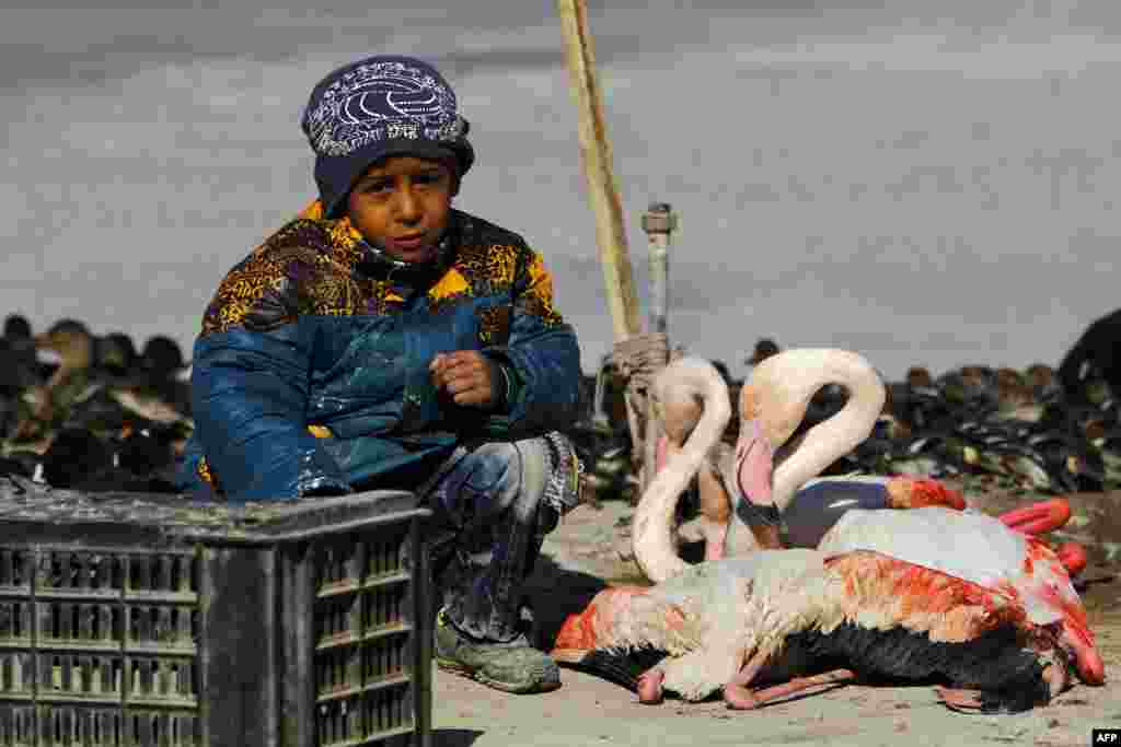 An Iraqi boy sits next to flamingos lined up for sale at a black market in the holy Shi'ite city of Najaf. (AFP/Haidar Hamdani)
