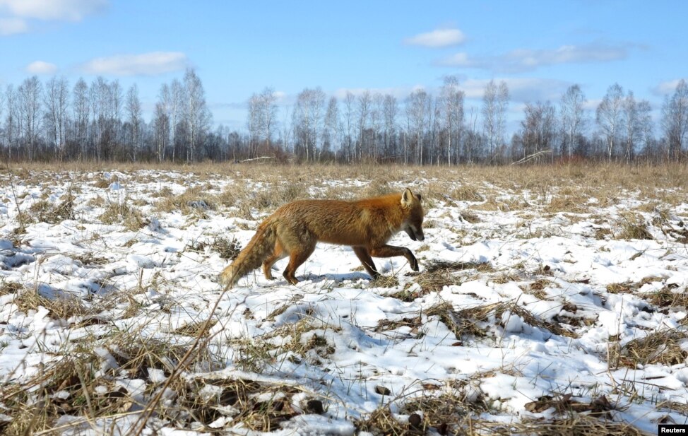 "Зона відчуження" довколо Чорнобиля стала раєм для диких тварин - фото 3