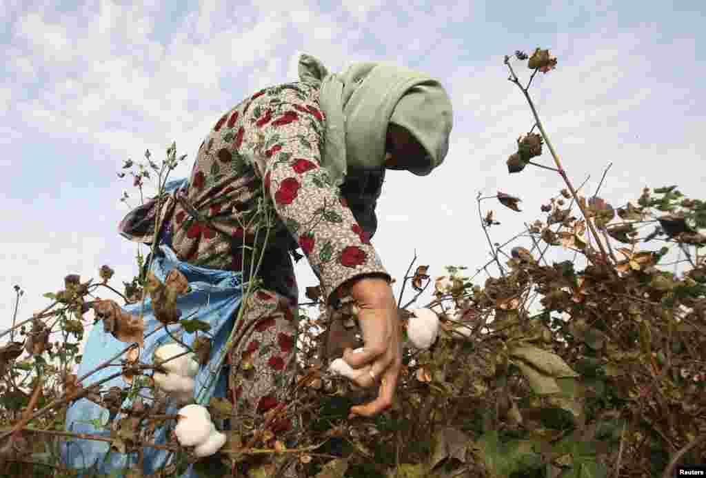 A woman harvests cotton in a field near the village of Yakhak, October 10, 2013.