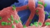 Вірус імунадэфіцыту чалавека пад мікраскопам, ілюстрацыйнае фота