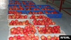 میوه تازه حاصلات افغانستان که برای صادر کردن به خارج بسته بندی شده است