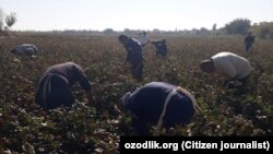 Türkmenistanda býujet işgärleriniň köpçülikleýin pagta ugradylmagy dowam edýär